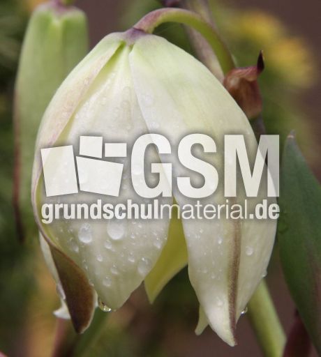 Yucca-Blüte-82.jpg
